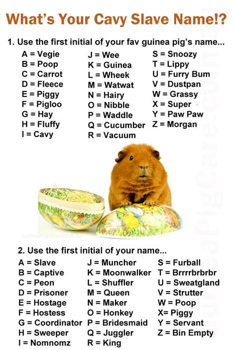 What Does Cavy Mean Slang