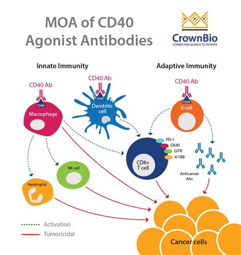 what does cd40 do