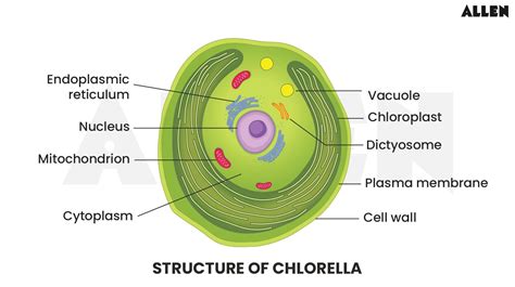 What Does Chlorella Contain