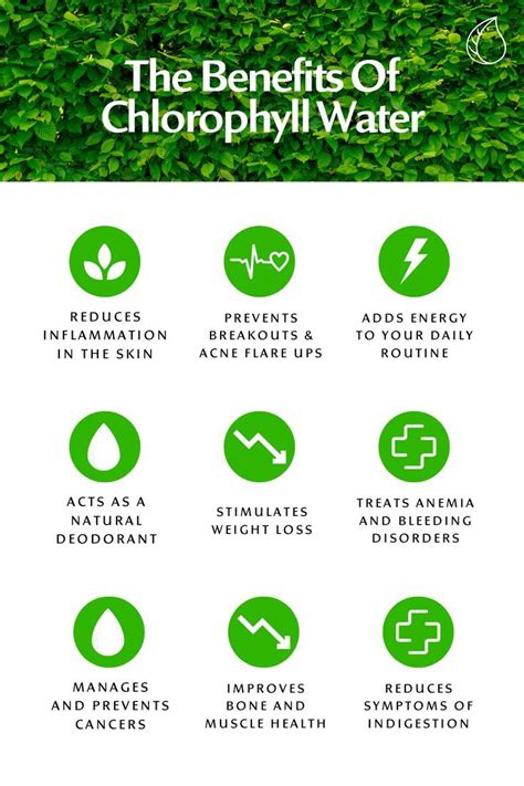 What Does Chlorophyll Benefit