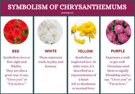 What Does Chrysanthemums Symbolize