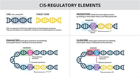 what does cis regulatory element mean