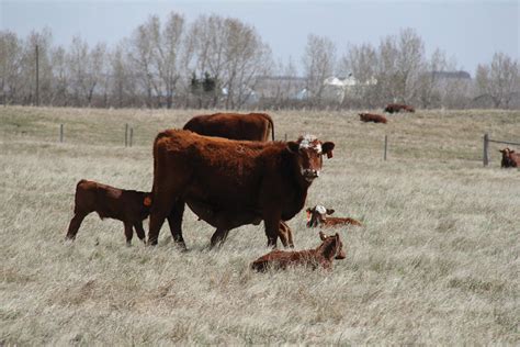 What Does Closed Herd Mean