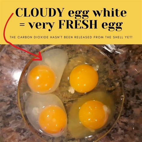 What Does Cloudy Egg White Mean