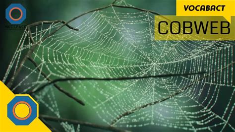What Does Cob In Cobweb Mean