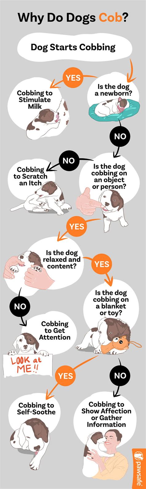 Cobbing Dogs What Does It Mean When A Dog Nibbles On You