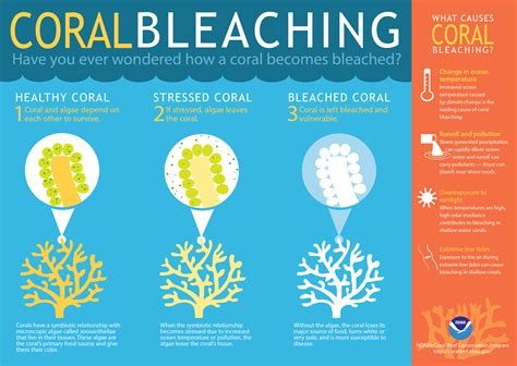 What Does Coral Bleaching Mean