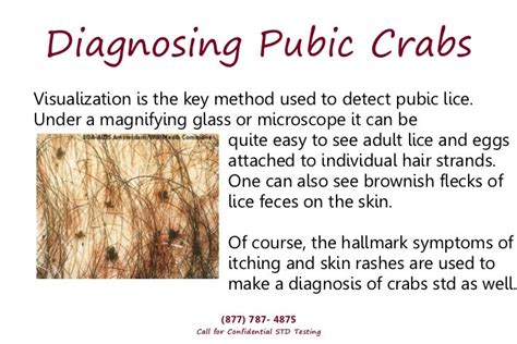 What Does Crabs Std Look Like