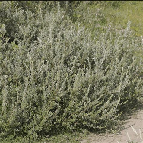 What Does Creeping Willow Mean