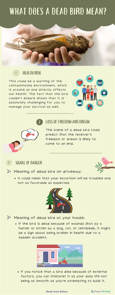 7 Things what does dead bird mean its true spiritual significance
