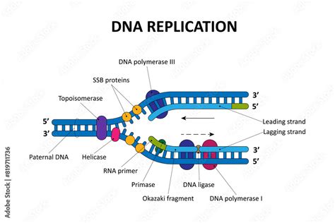 What Does Dna Helicase Do During Replication
