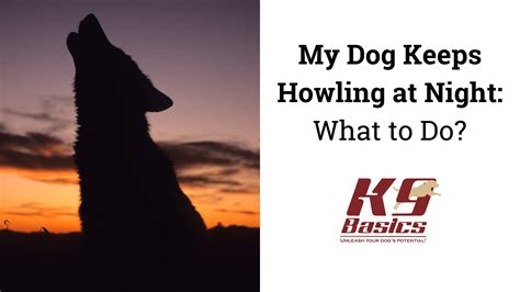 What Does Dog Do At Night