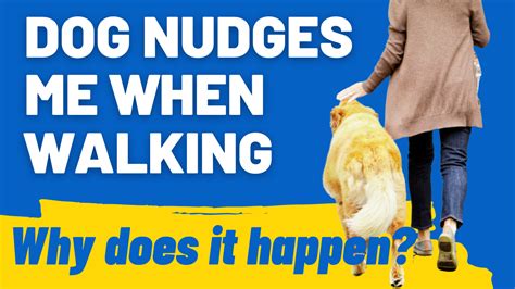 What Does Dog Nudging Mean