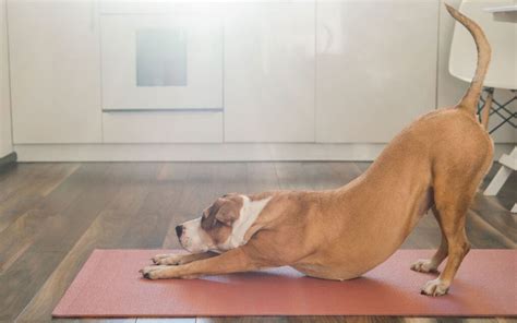 What Does Dog Stretching Mean