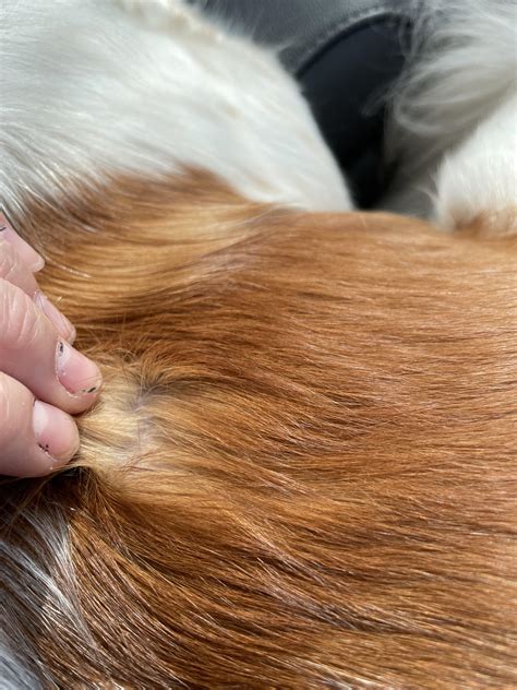 What Does Double Coated Mean