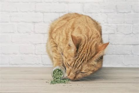 what does dried catnip do to cats