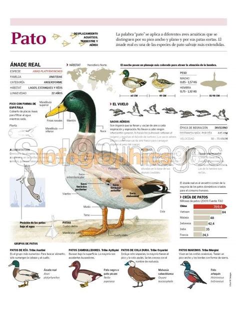 what does el pato mean in english