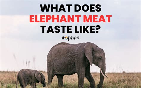 what does elephant meat taste like