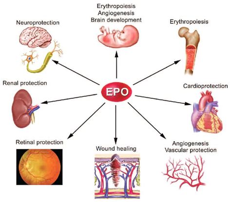 Uncover the Meaning: What Does EPO Mean in Context?