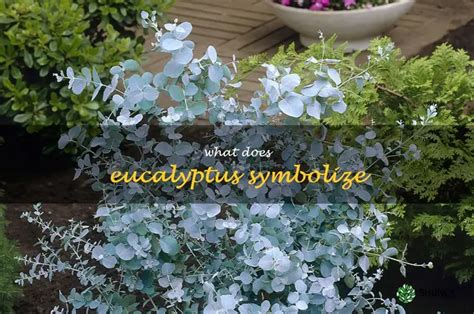 What Does Eucalyptus Represent