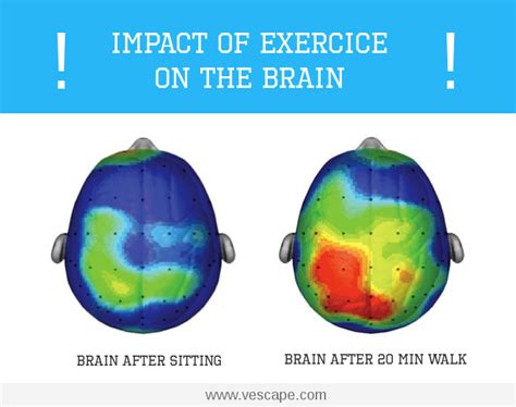 what does exercise release in the brain