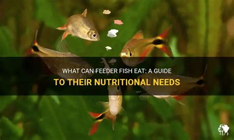 What Does Feeder Fish Eat