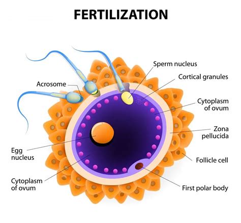 What Does Fertile Mean For A Human