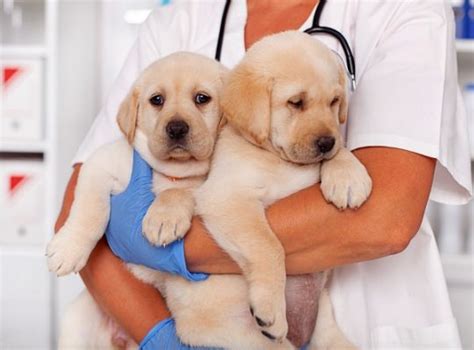 What Does Fixing A Dog Help With