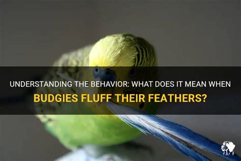 What Does Fluff Your Feathers Mean