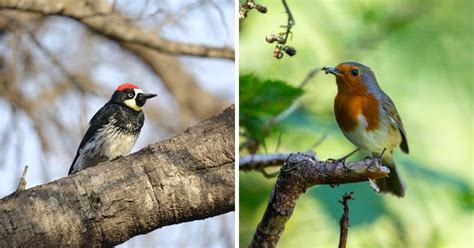 10 Things what does formicivorus really mean for these amazing birds