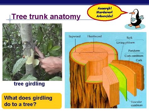 What Does Girdling A Tree Do