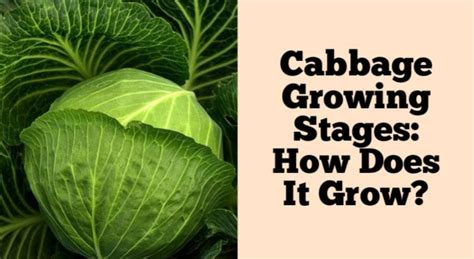 What Does Growing Cabbage Look Like