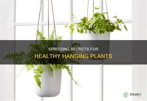 What Does Hanging Plants Mean