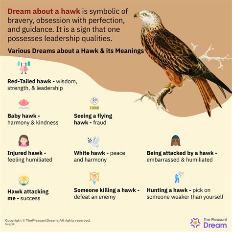 What Does Hawk Dream Mean