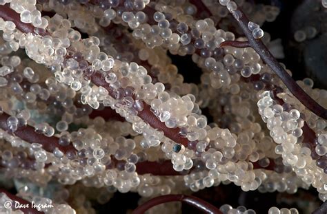 What Does Herring Roe Look Like