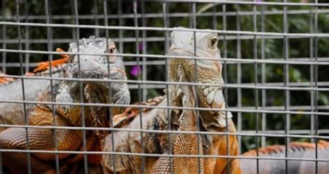 What Does Iguana Taste Like