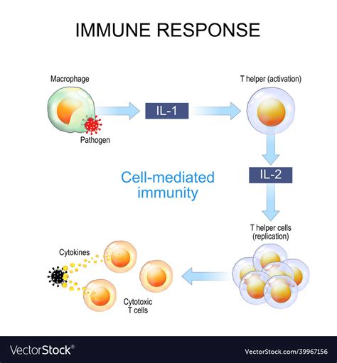What Does Immunity Support Mean
