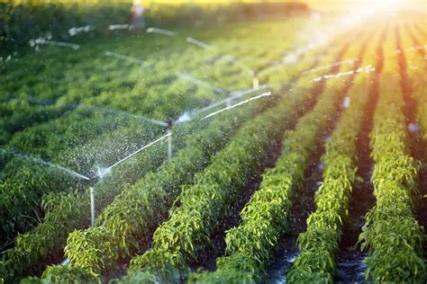 What Does Irrigation System Cost