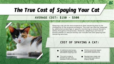 What Does It Cost To Get A Cat Spayed