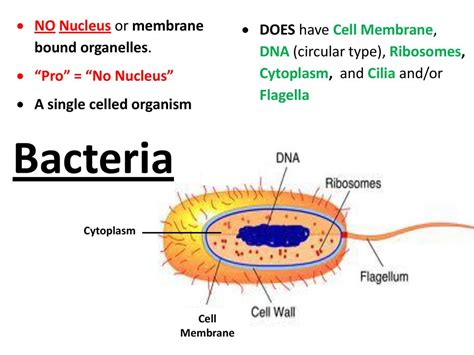 What Does It Mean If A Cell Doesn't Have A Nucleus
