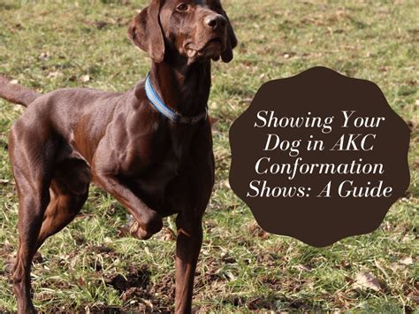 What Does It Mean If A Dog Is Registered With Akc