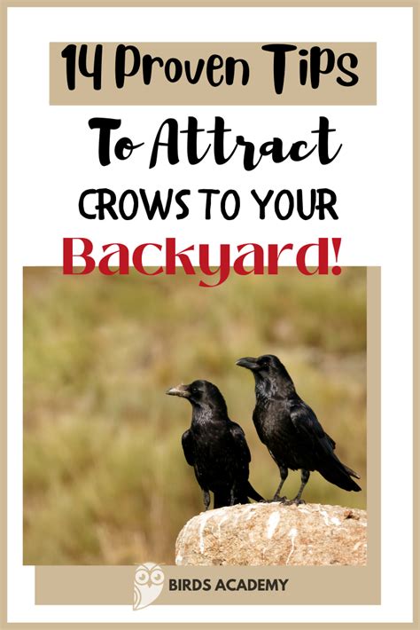 What Does It Mean If Crows Are In Your Yard