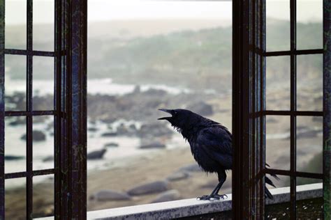 What Does It Mean When A Crow Crows Outside Your Window