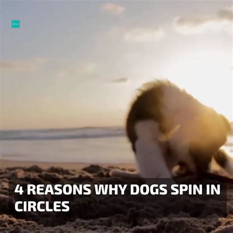 What Does It Mean When A Dog Keeps Going In Circles