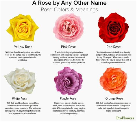 What Does It Mean When A Rose Opens Up