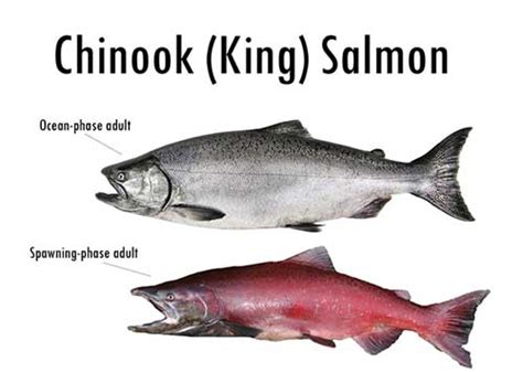 What Does It Mean When A Salmon Spawns