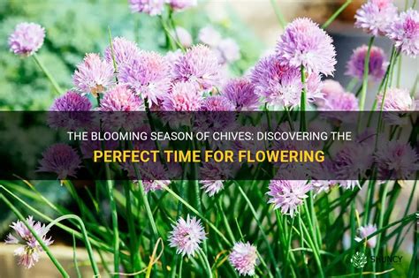 What Does It Mean When Chives Bloom