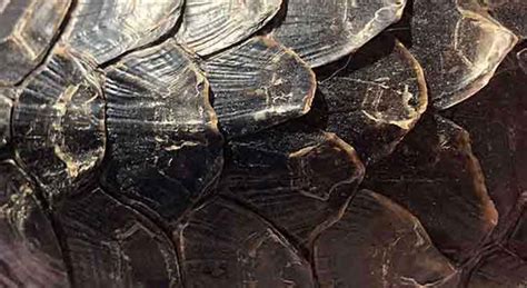 what does it mean when turtle shell is peeling