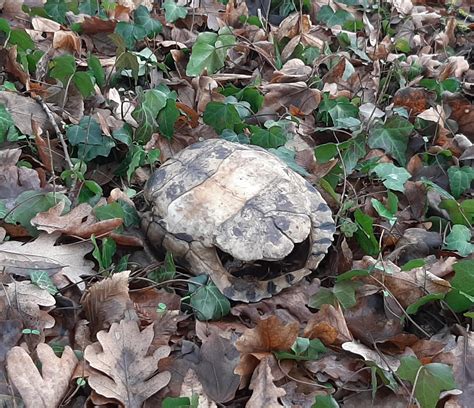 what does it mean when you find an empty turtle shell