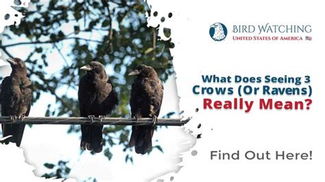 What Does It Mean When You See 3 Crows In Your Yard